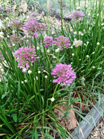Allium 'Millenium'
