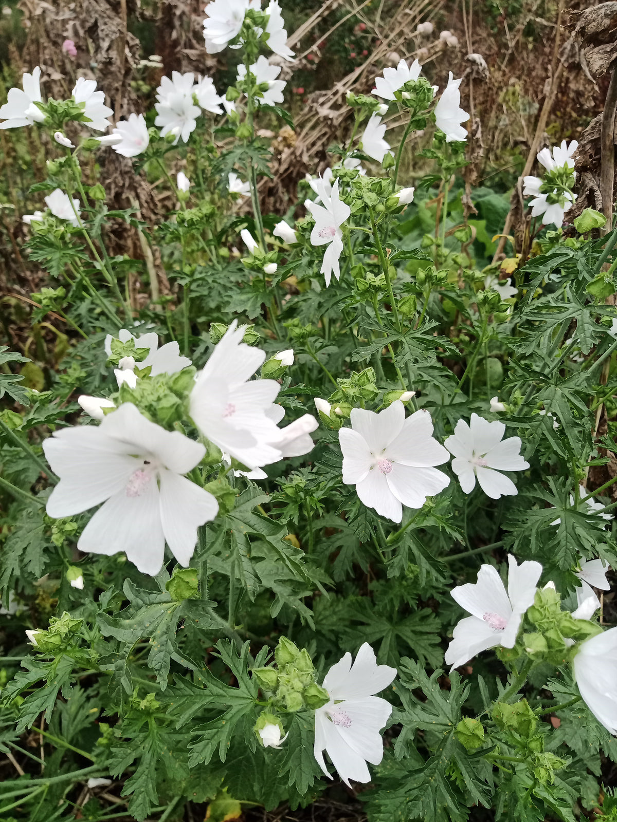 Mallow White