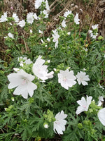 Mallow White