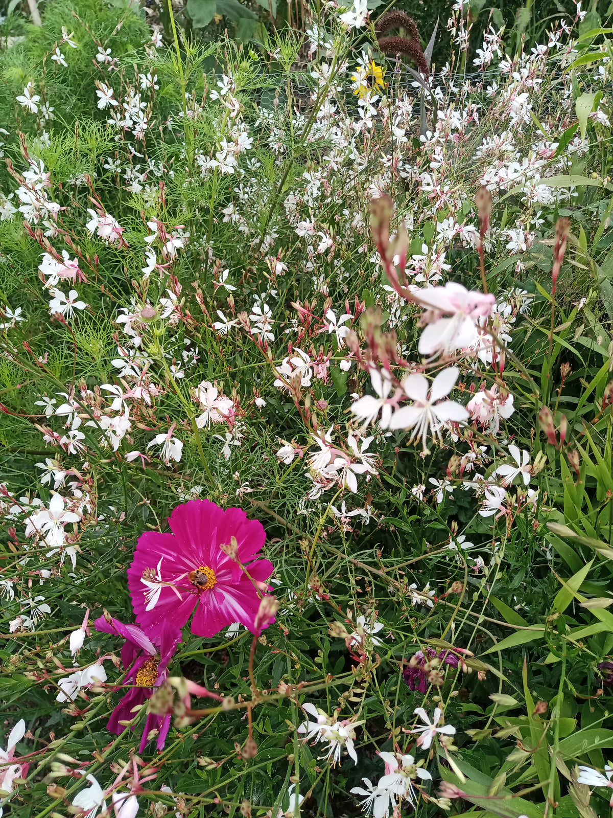 Gaura 'Summer Breeze'