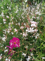 Gaura 'Summer Breeze'