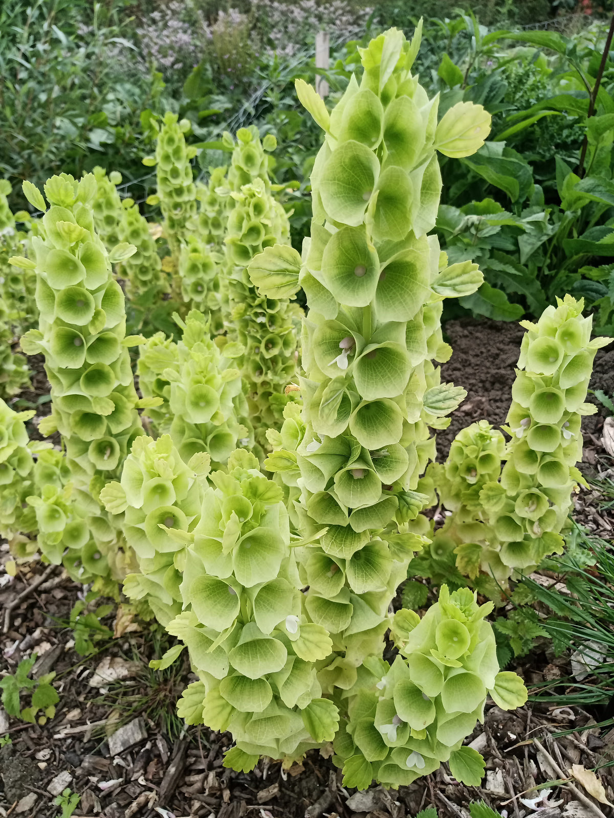 Bells of Ireland