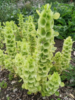 Bells of Ireland