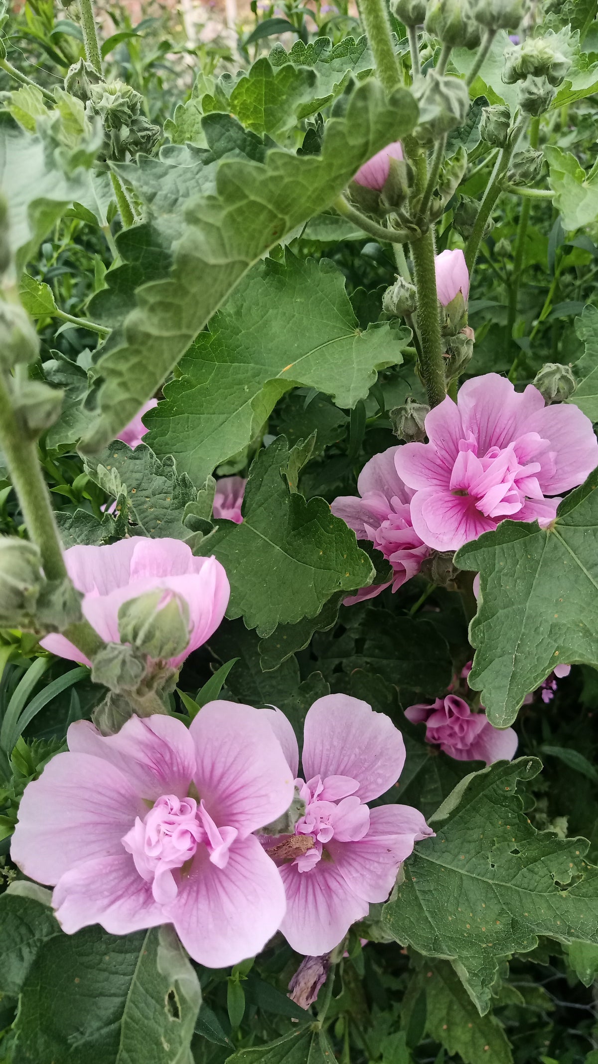 Perennial Hollyhock