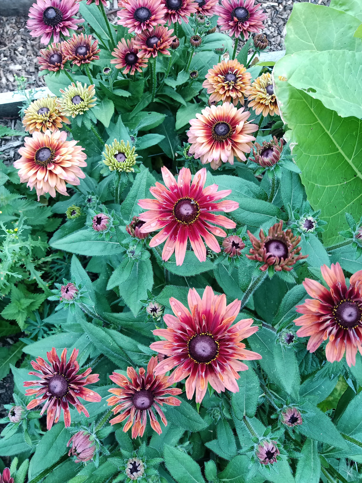 Rudbeckia 'Sahara'