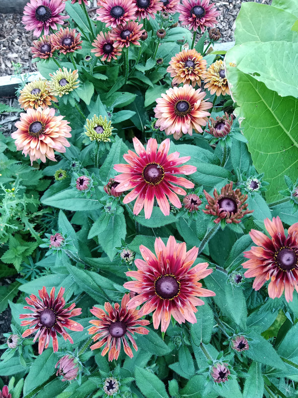Rudbeckia 'Sahara'