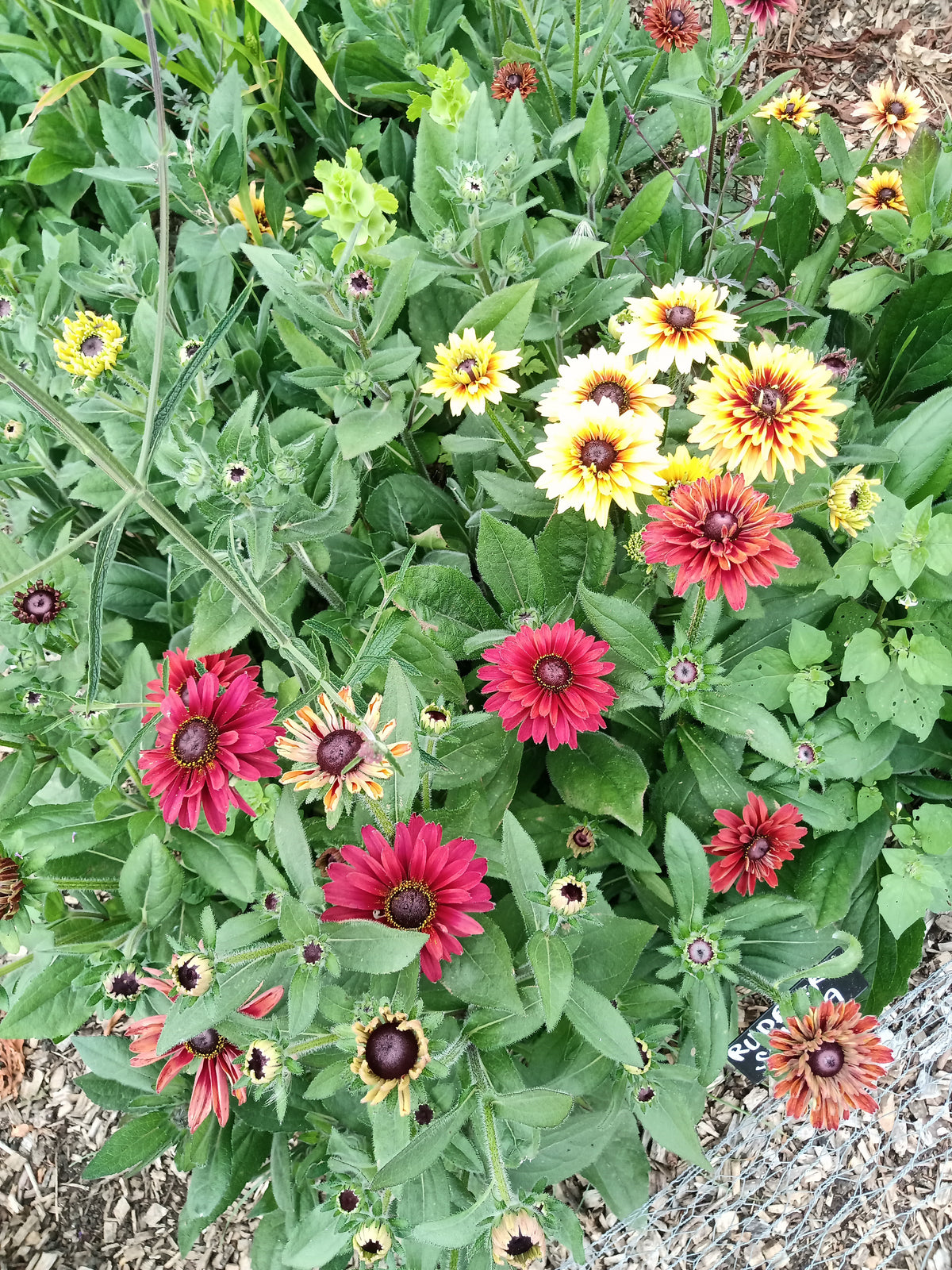 Rudbeckia 'Sahara'