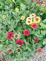 Rudbeckia 'Sahara'