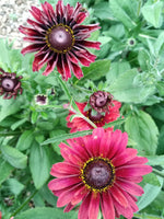Rudbeckia 'Sahara'