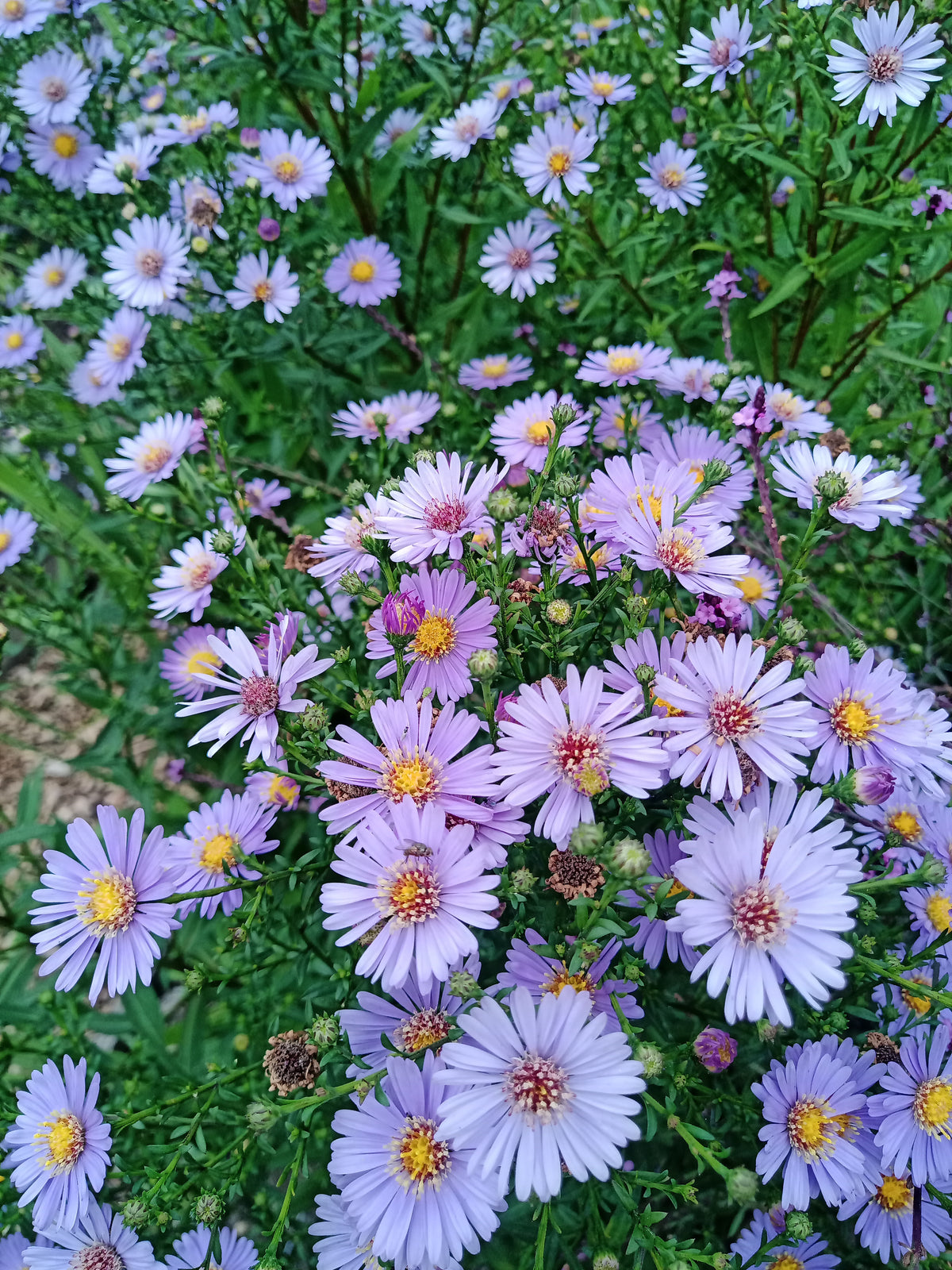 Aster 'Frikartii'