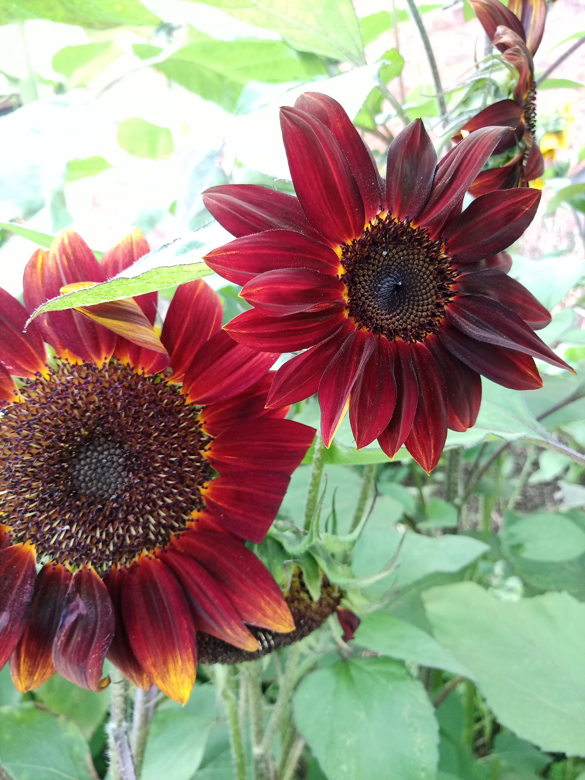 Sunflowers