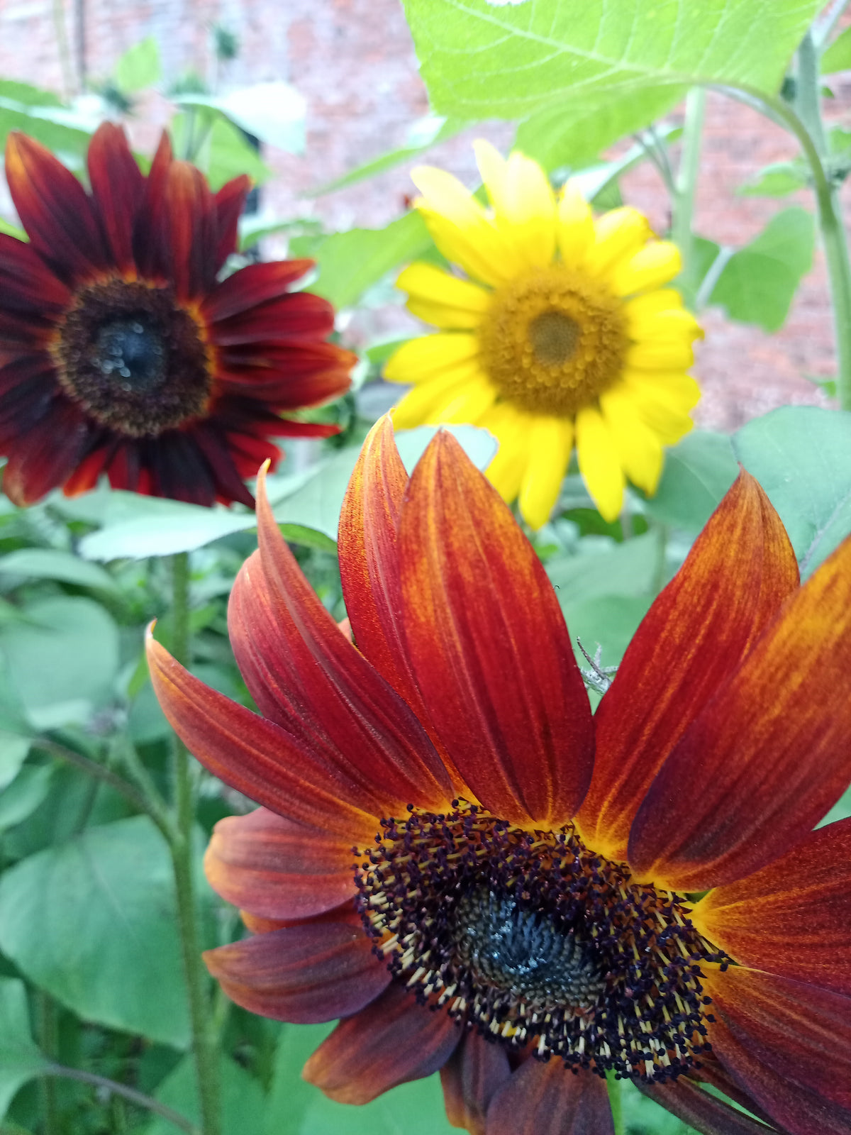 Sunflowers