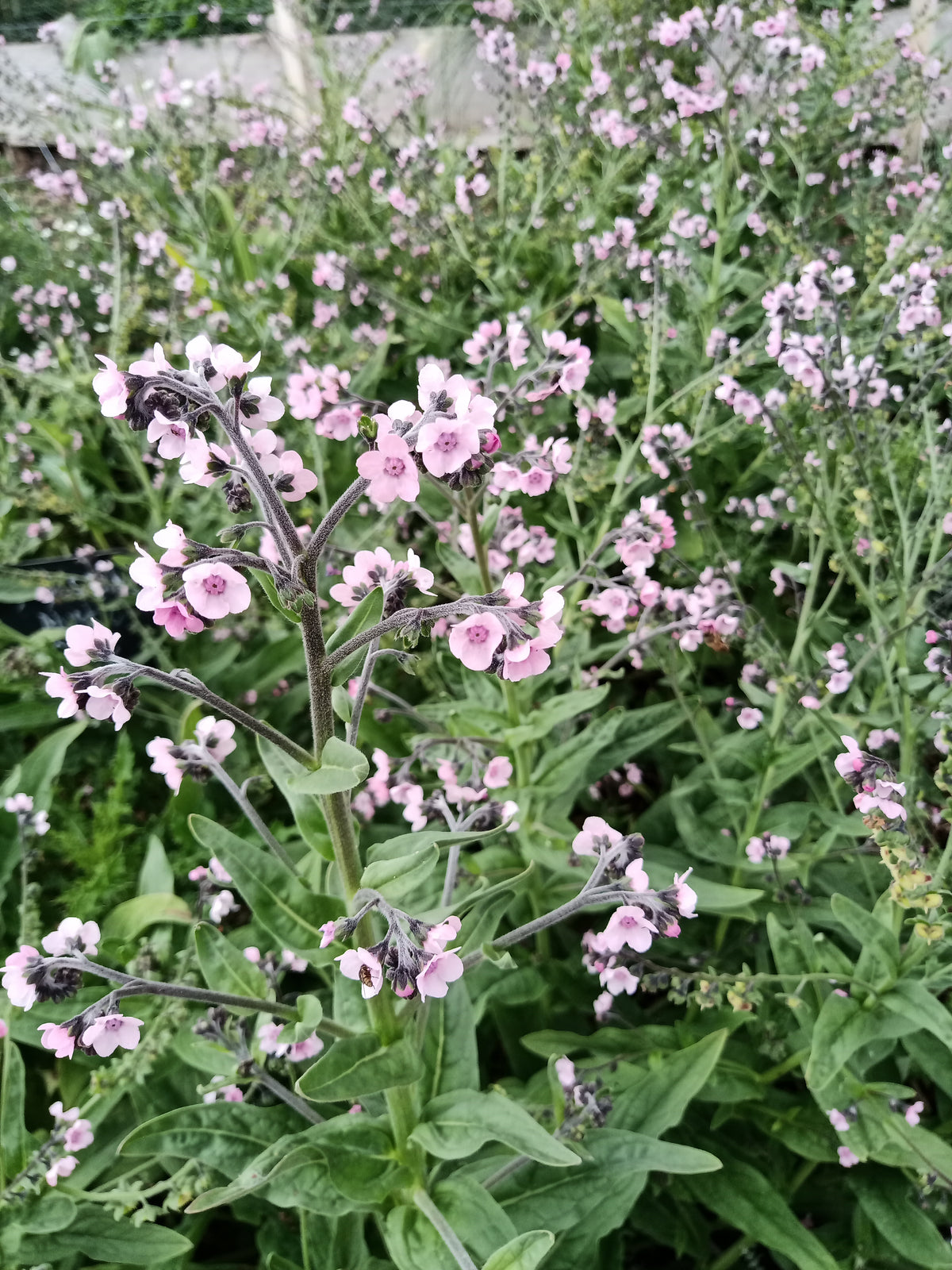Chinese Forget-Me-Not Pink & Blue