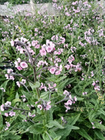 Chinese Forget-Me-Not Pink & Blue