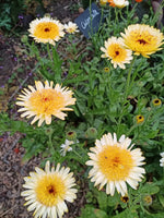 Calendula