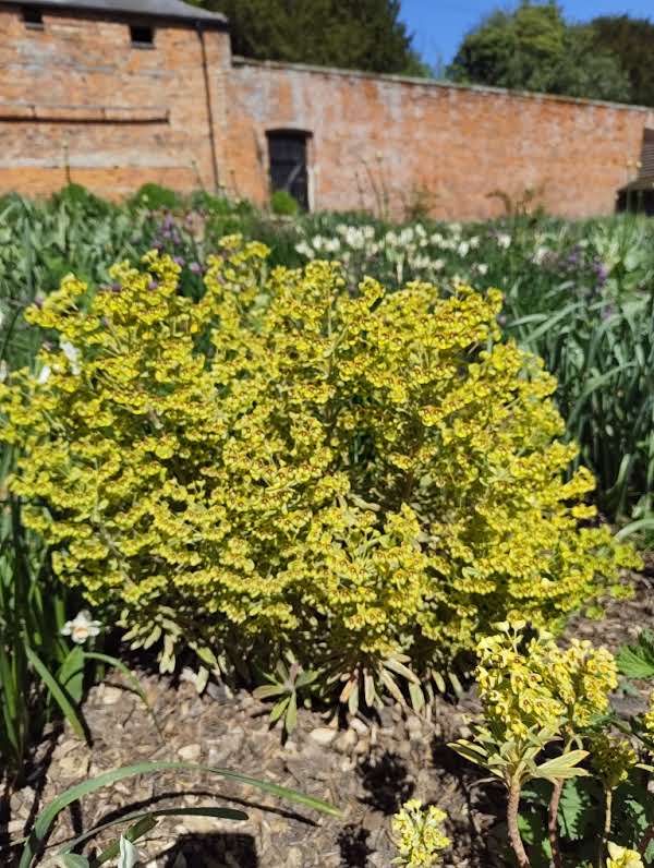 Euphorbia - In Variety