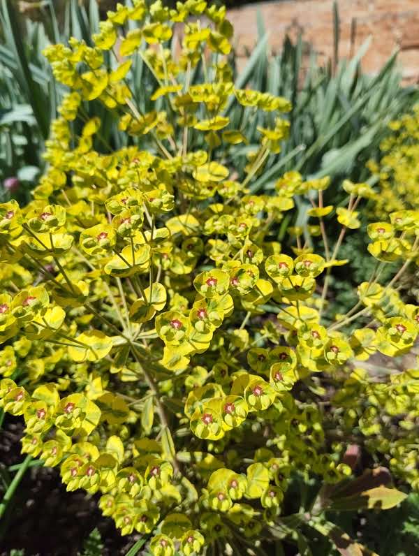 Euphorbia - In Variety