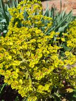 Euphorbia - In Variety
