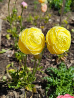Ranunculus