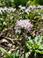 Allium - In Variety