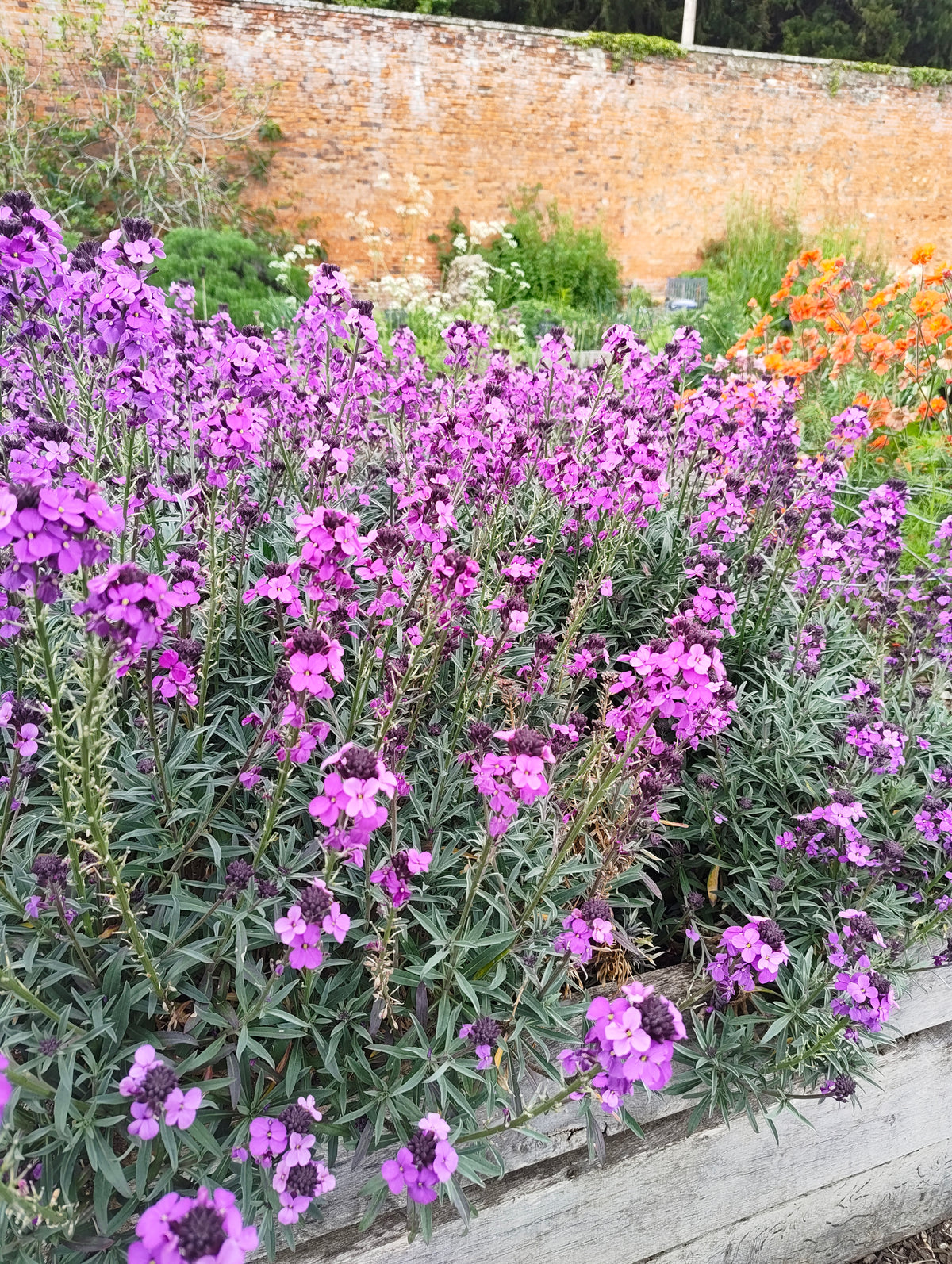 Erysimum