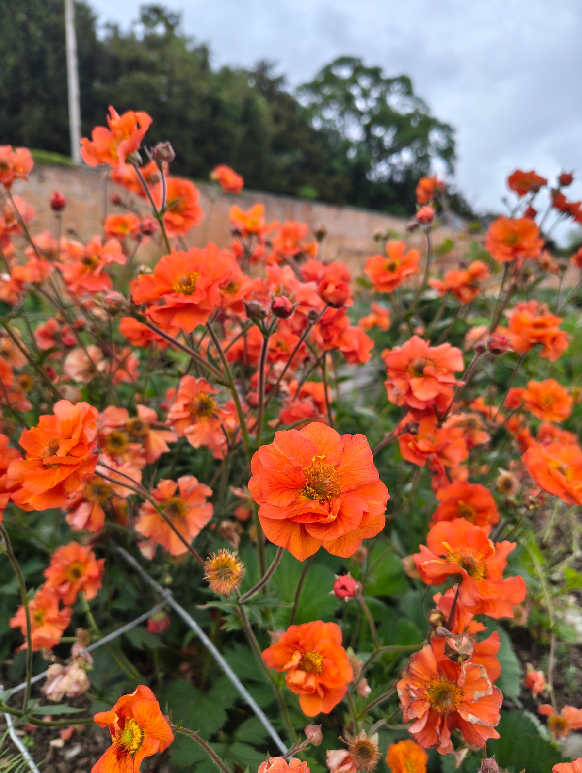 Geum - In Variety