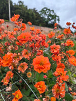 Geum - In Variety