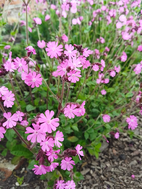 Red Campion (Pink)