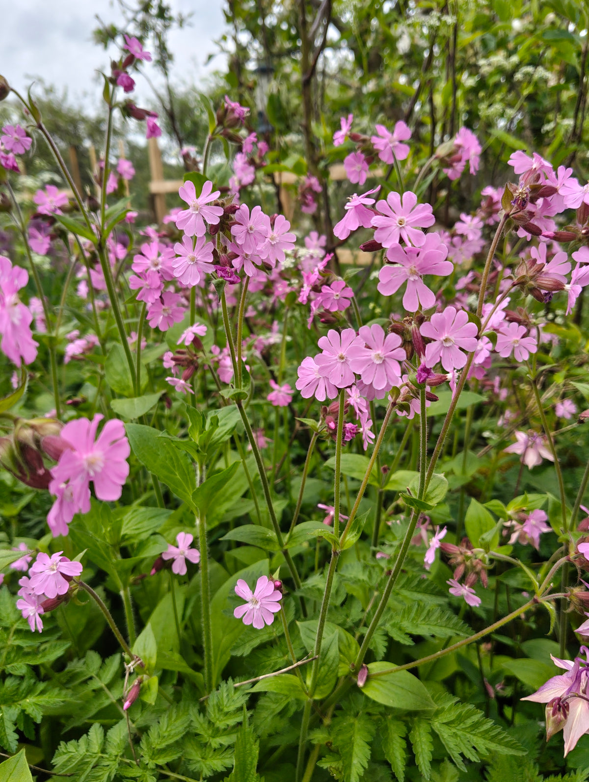 Red Campion (Pink)