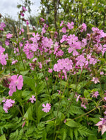 Red Campion (Pink)