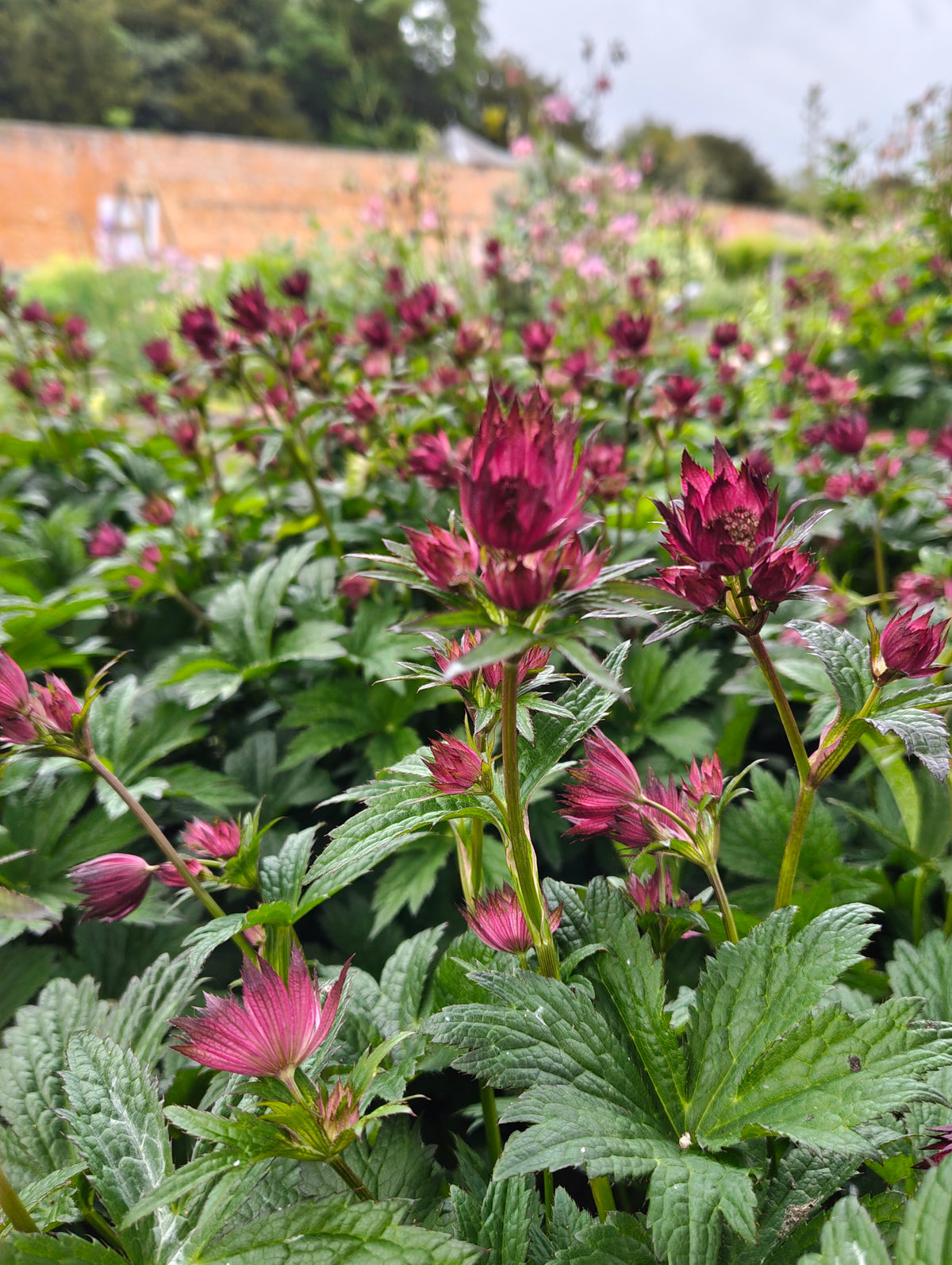 Astrantia
