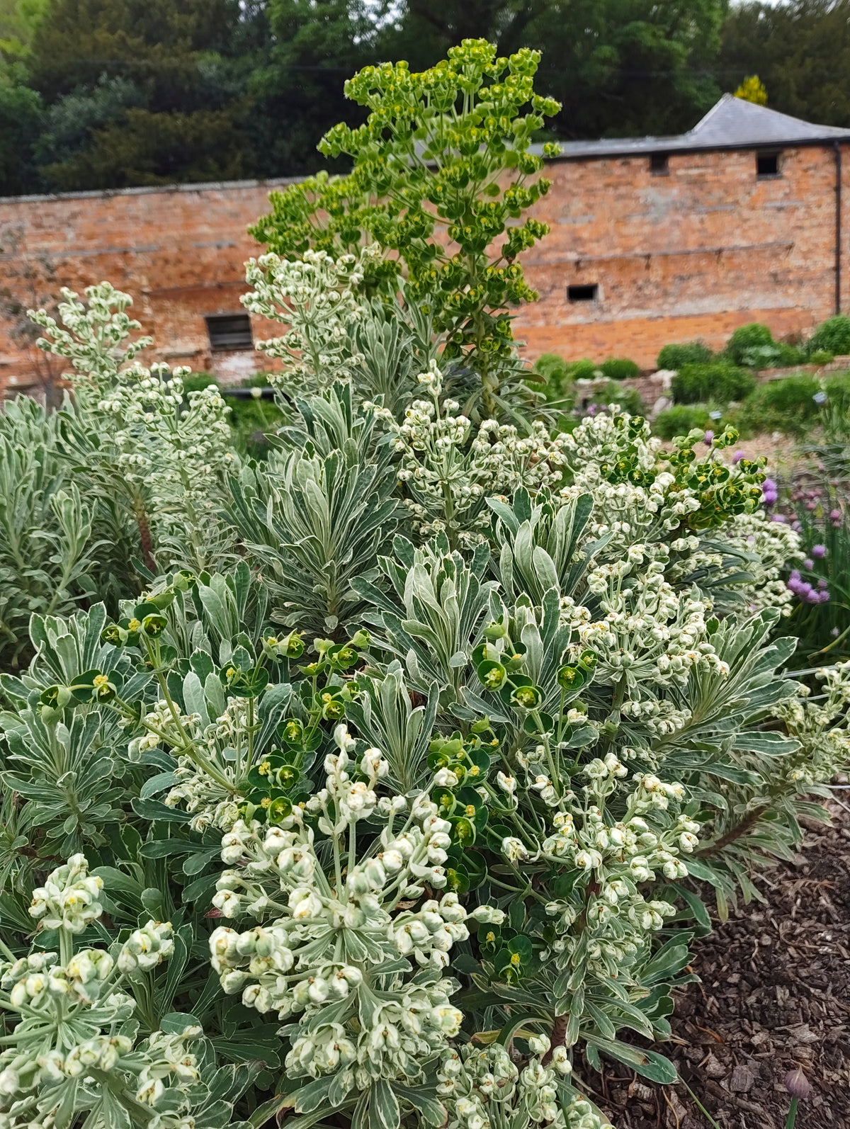 Euphorbia - In Variety