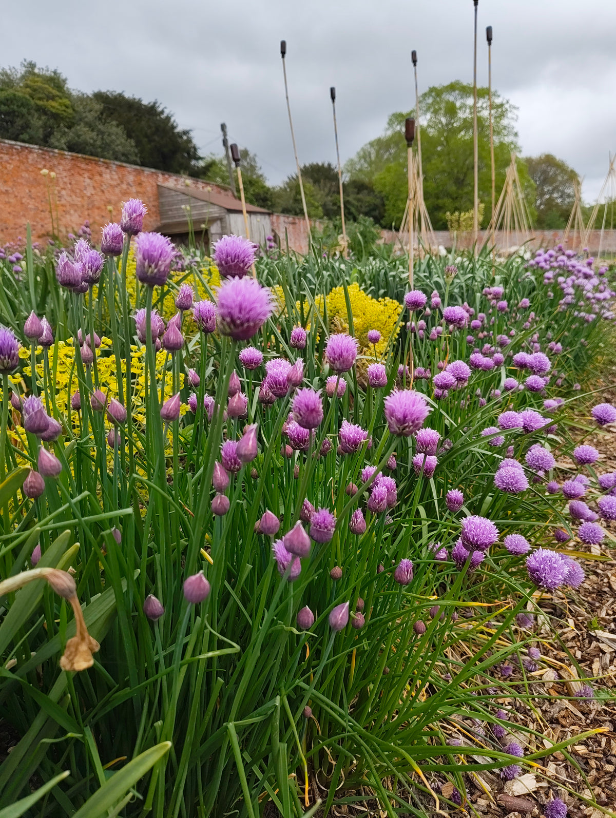 Allium - In Variety