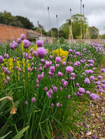 Allium - In Variety