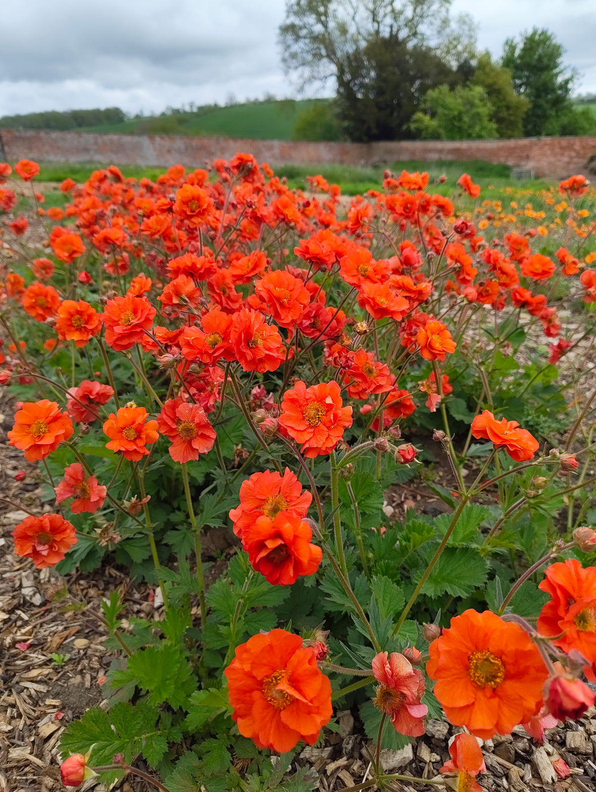 Geum - In Variety