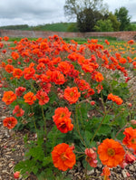 Geum - In Variety