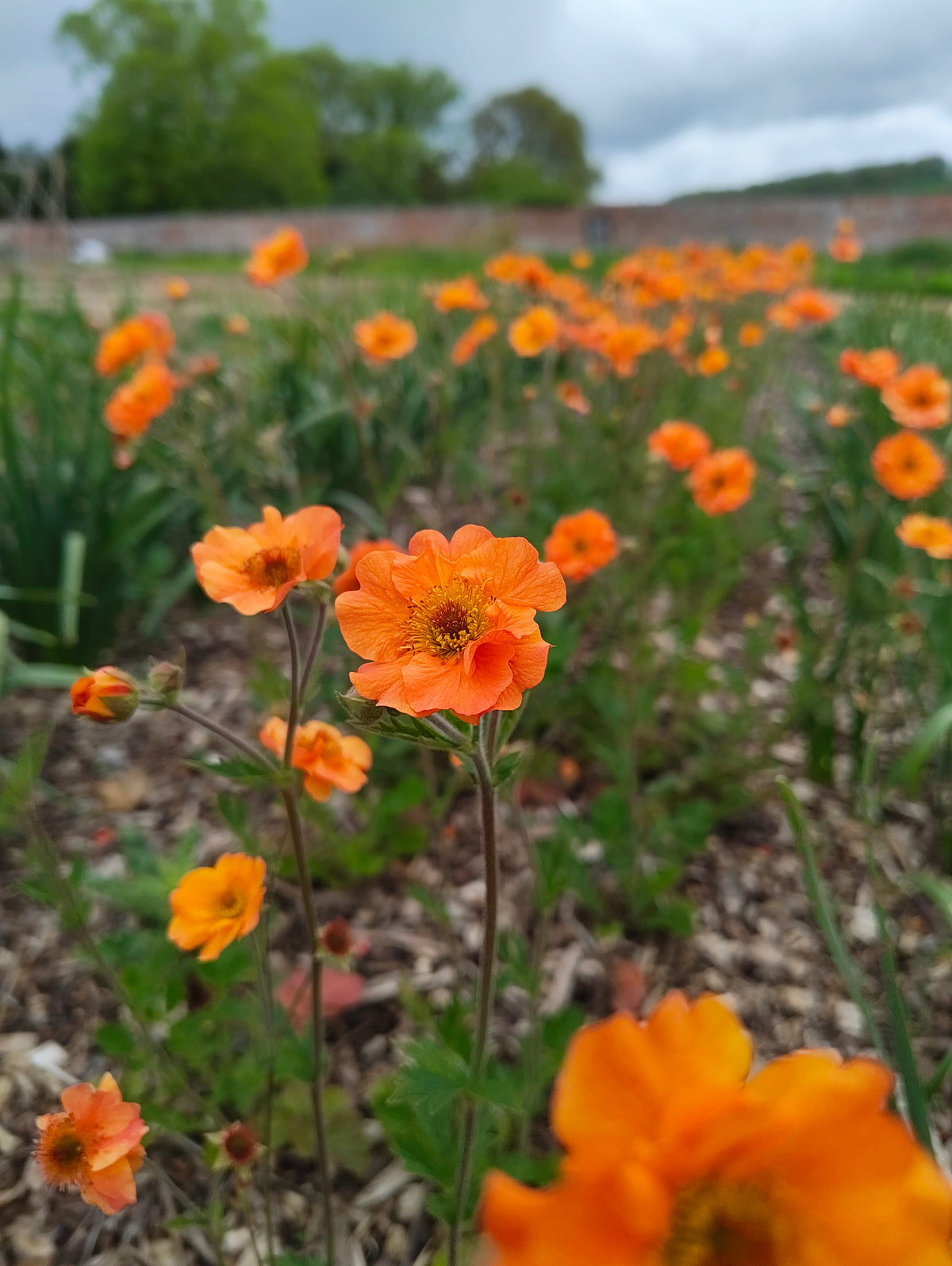Geum - In Variety