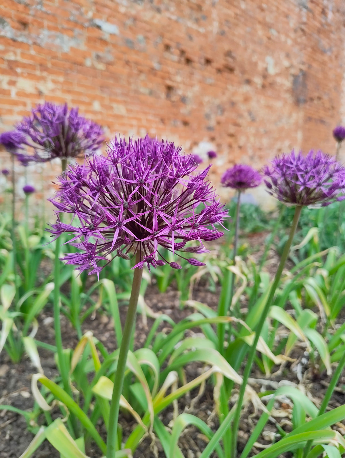 Allium - In Variety