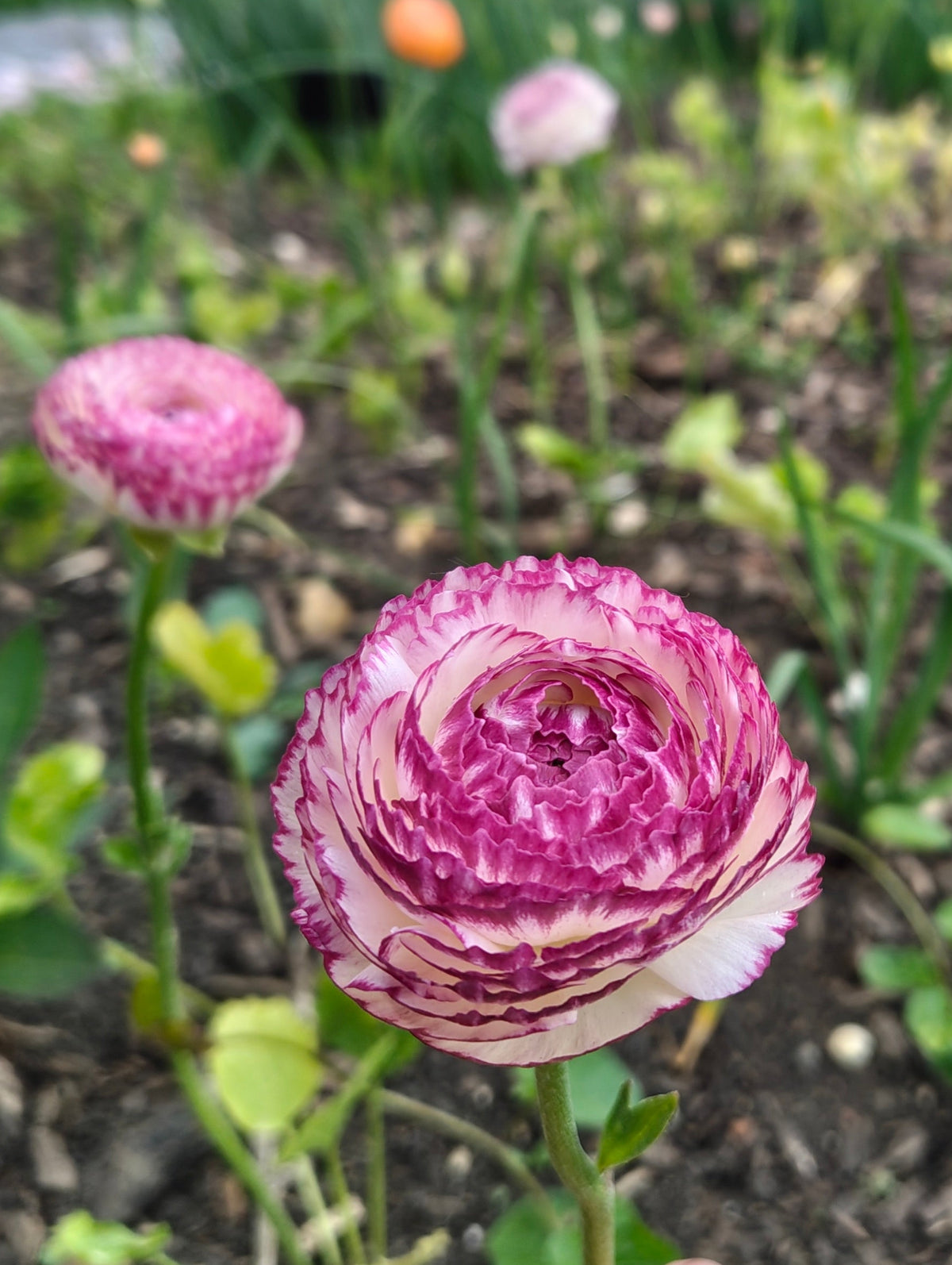 Ranunculus