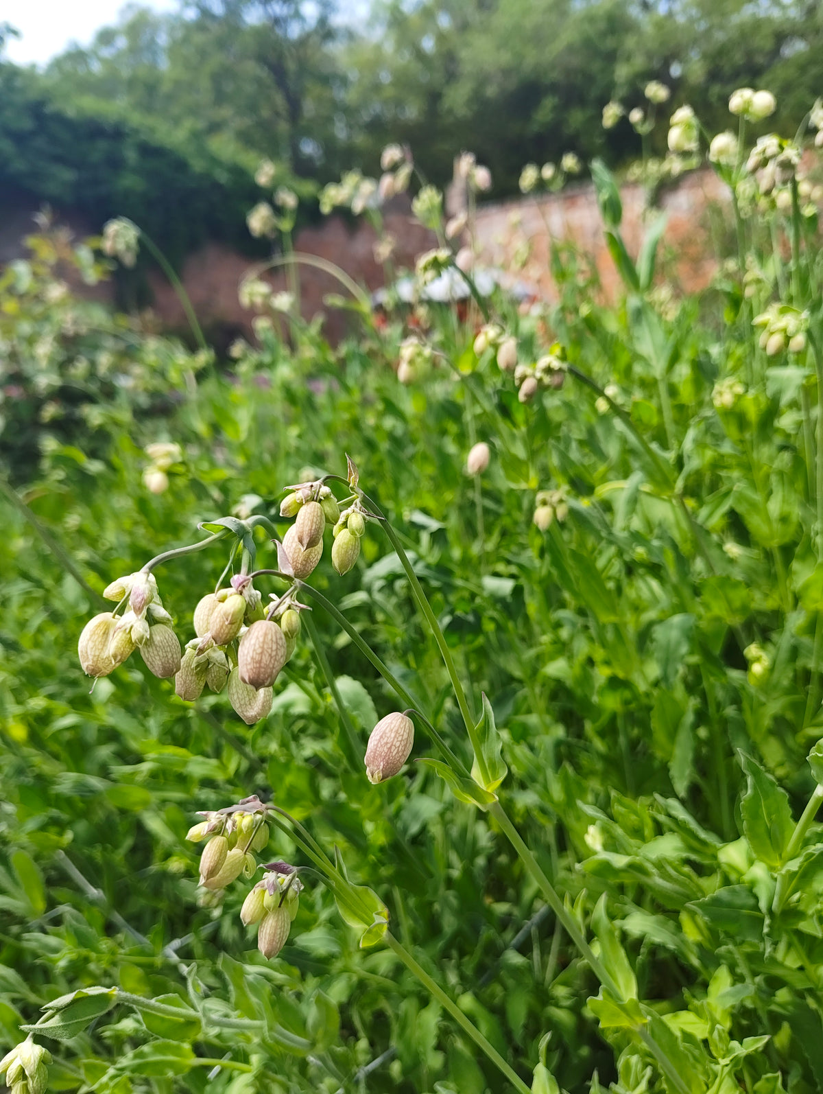 Bladder Campion