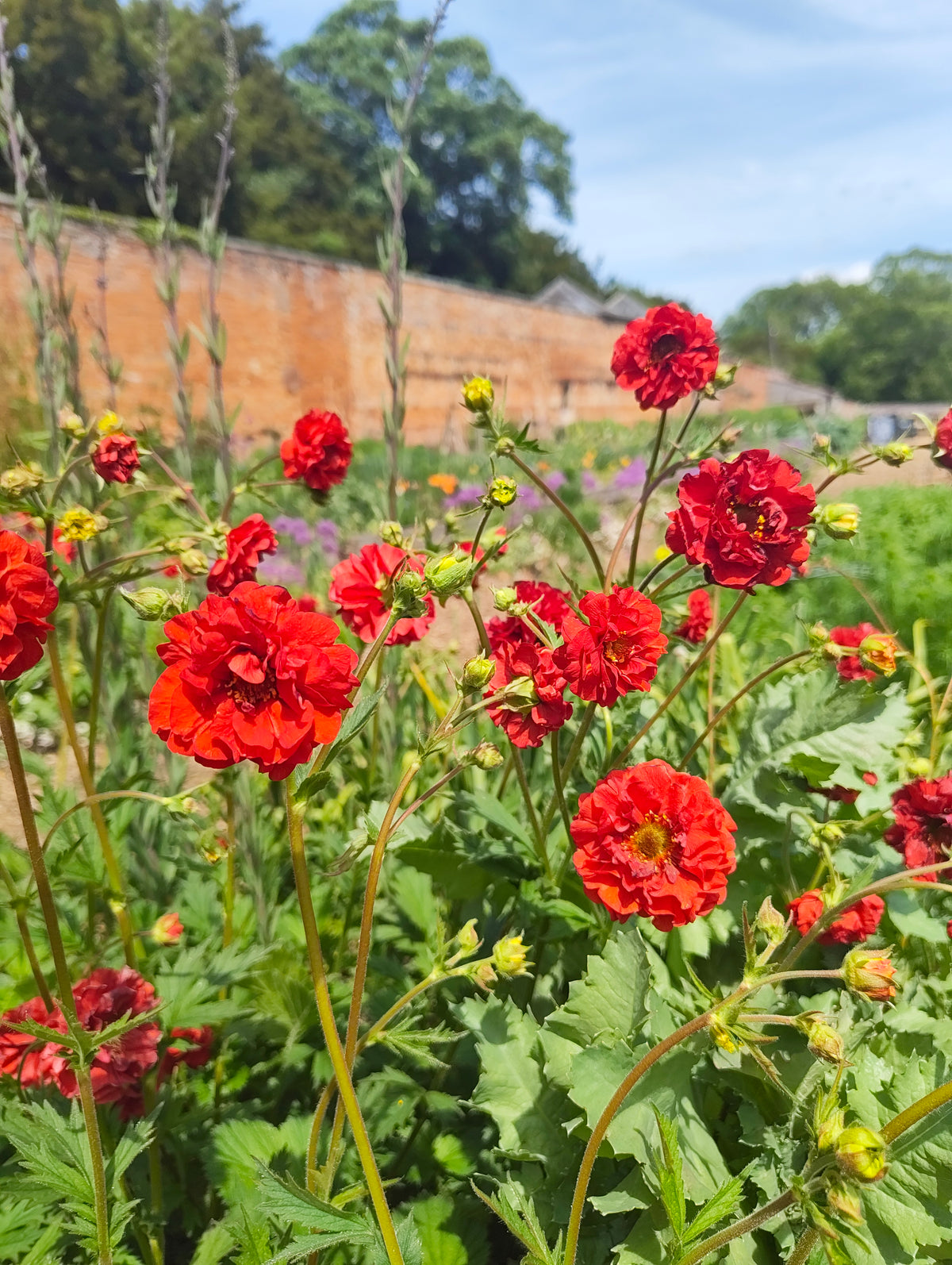Geum - In Variety