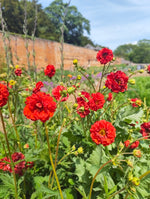 Geum - In Variety