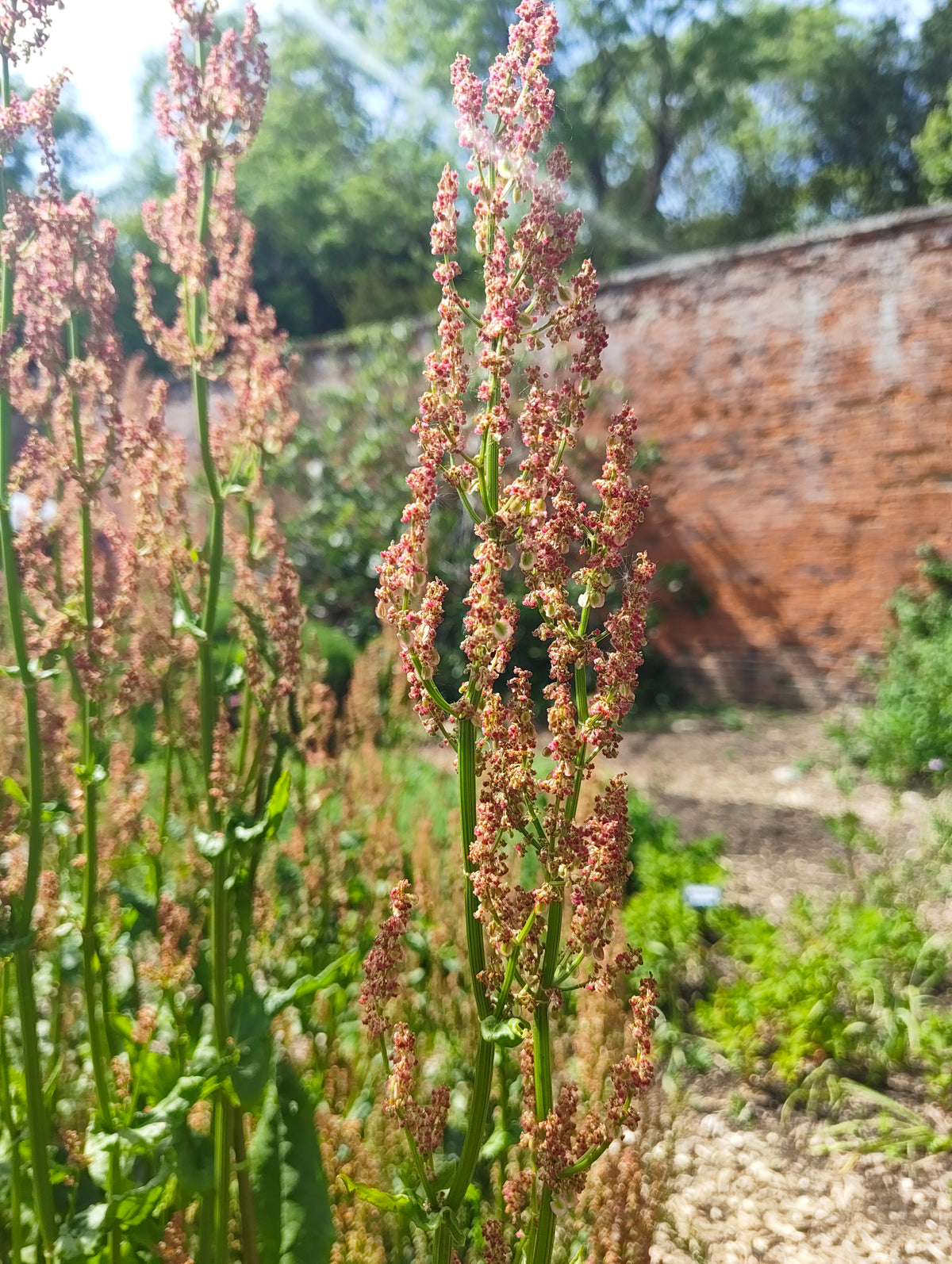 Sorrel