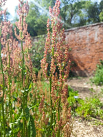 Sorrel