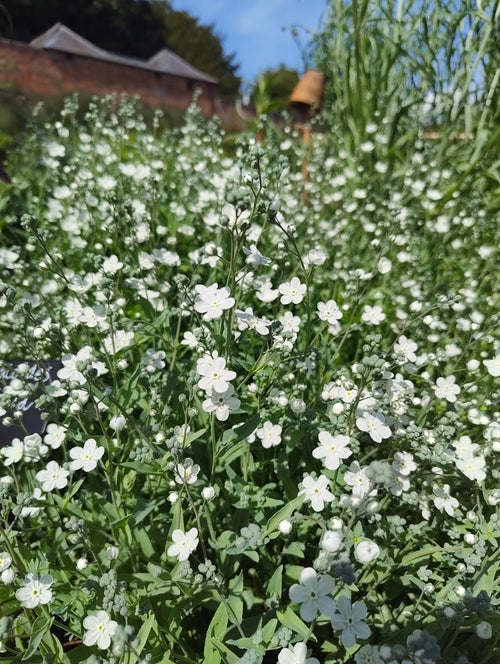 Omphalodes - White