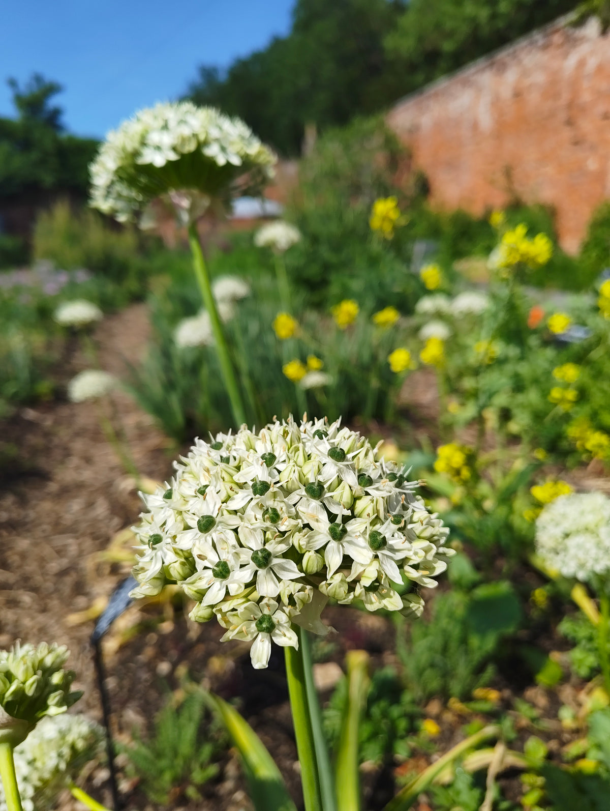 Allium - In Variety