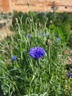 Cornflower