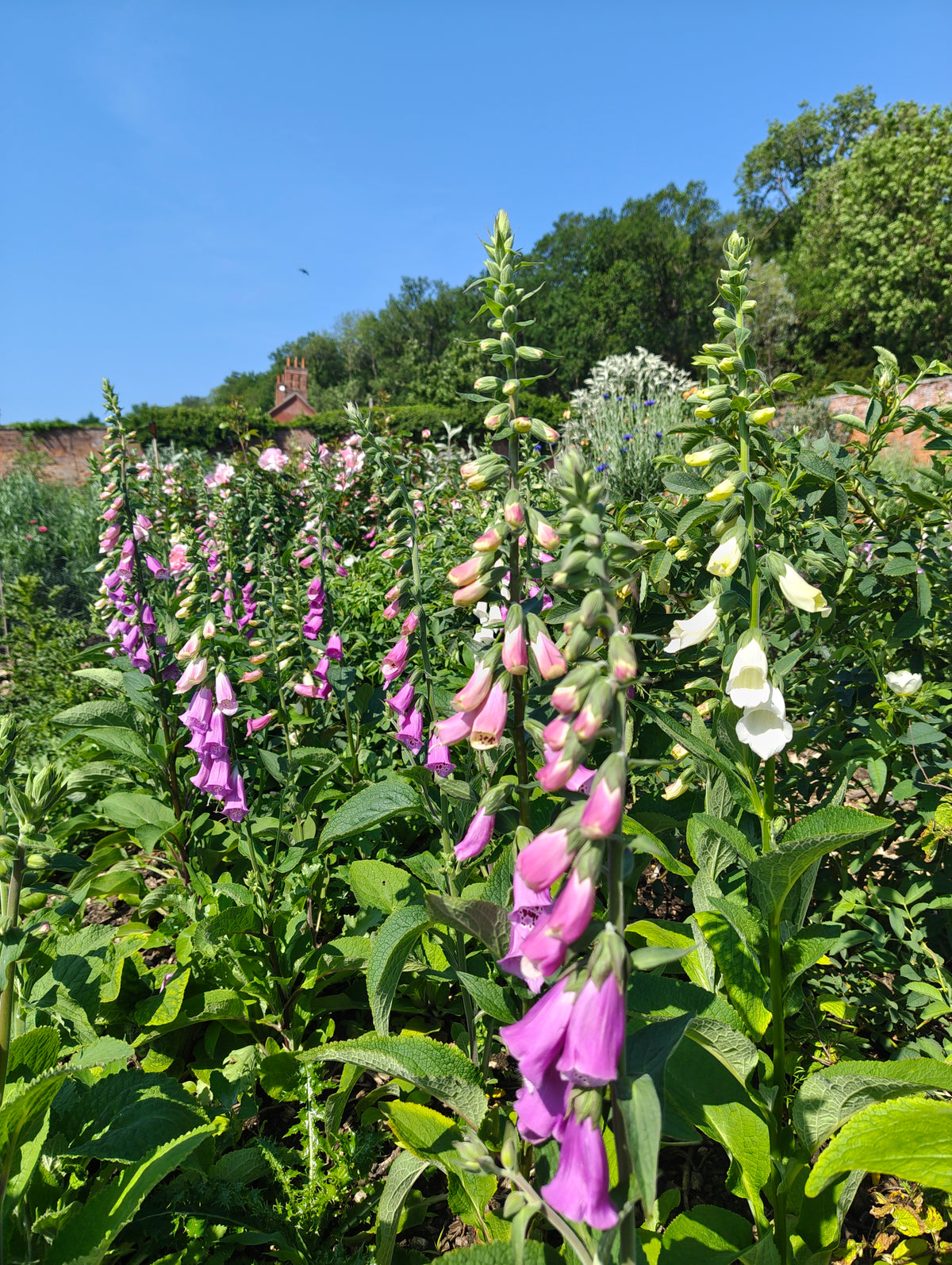 Foxgloves
