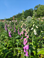 Foxgloves