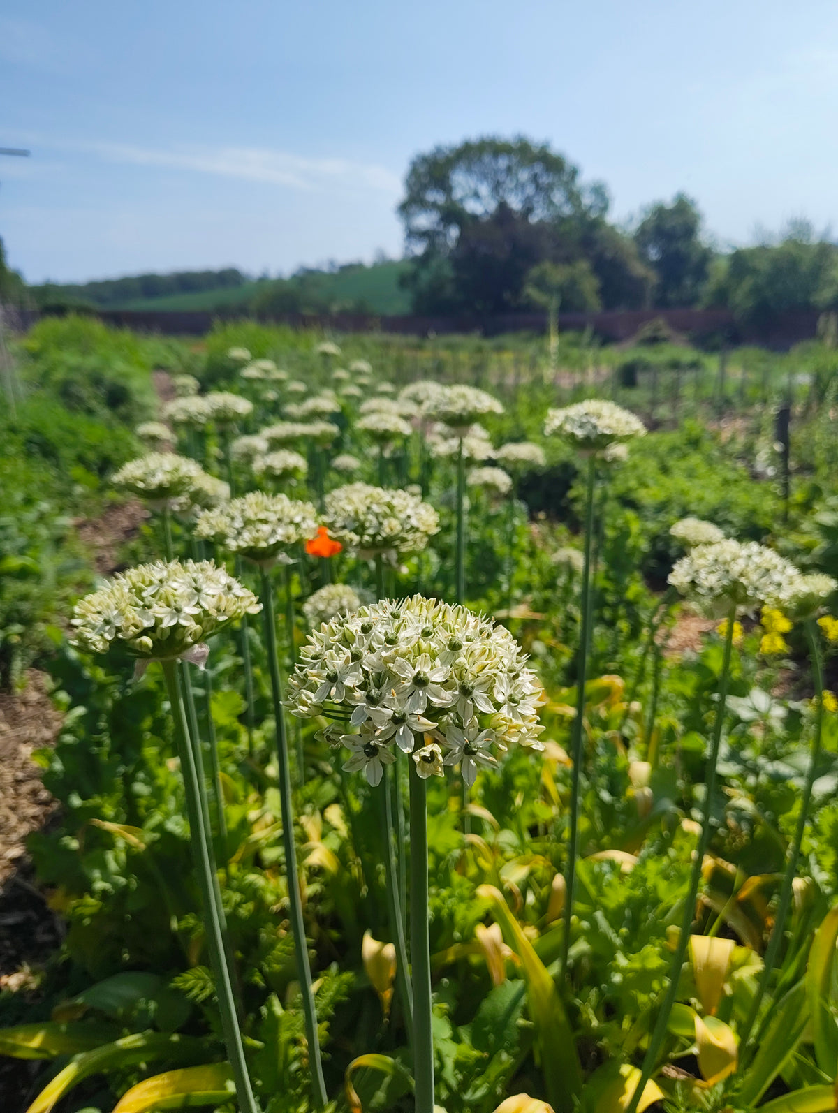 Allium - In Variety